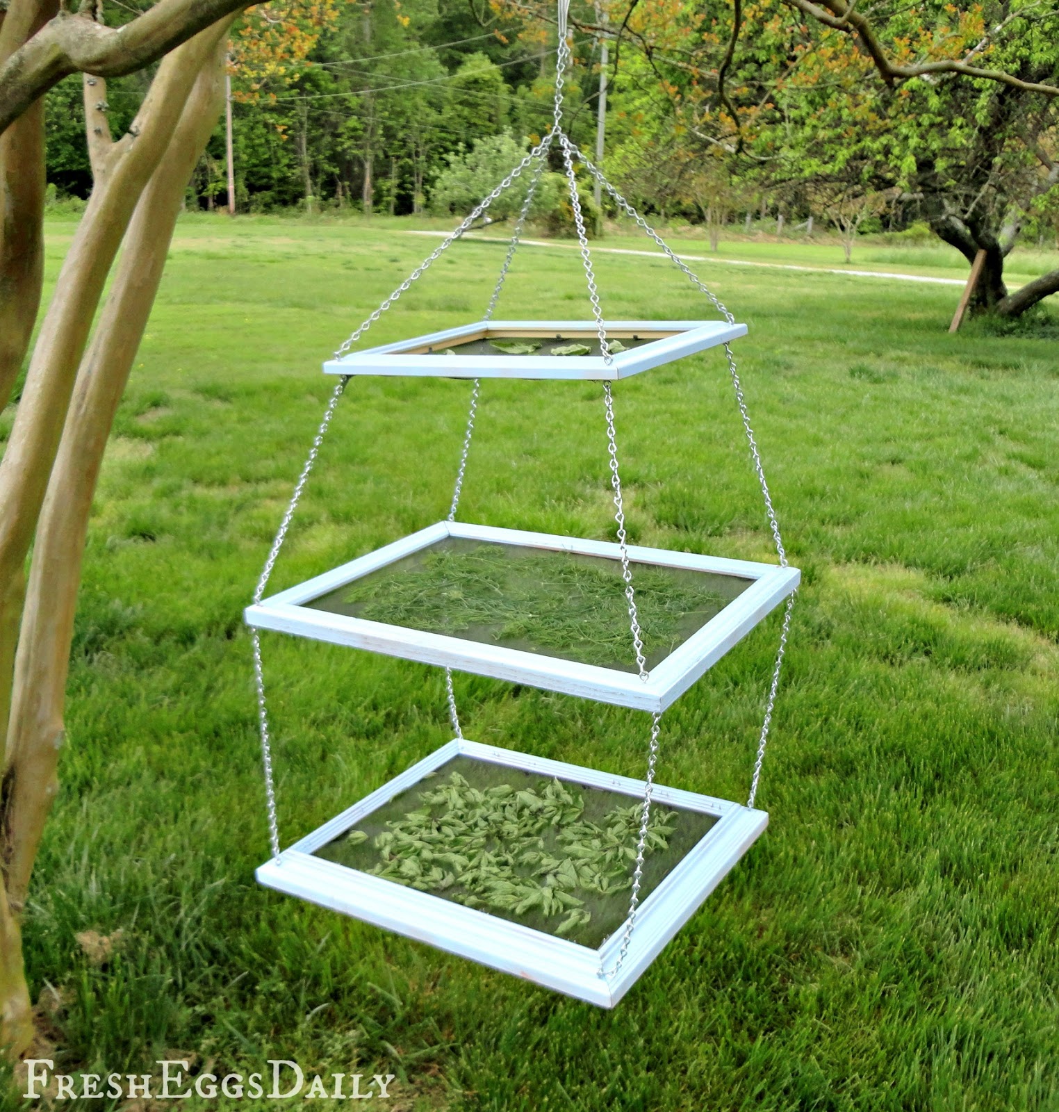 DIY Tiered Herb Drying Rack Using Repurposed Picture Frames - Fresh Eggs  Daily® with Lisa Steele