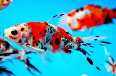 Ikan Mas Koki Shubunkin Gambar Ikan Mas Koki Shubunkin