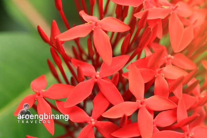 bunga cantik roong tondano minahasa sulawesi utara