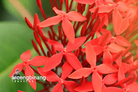 roong tondano