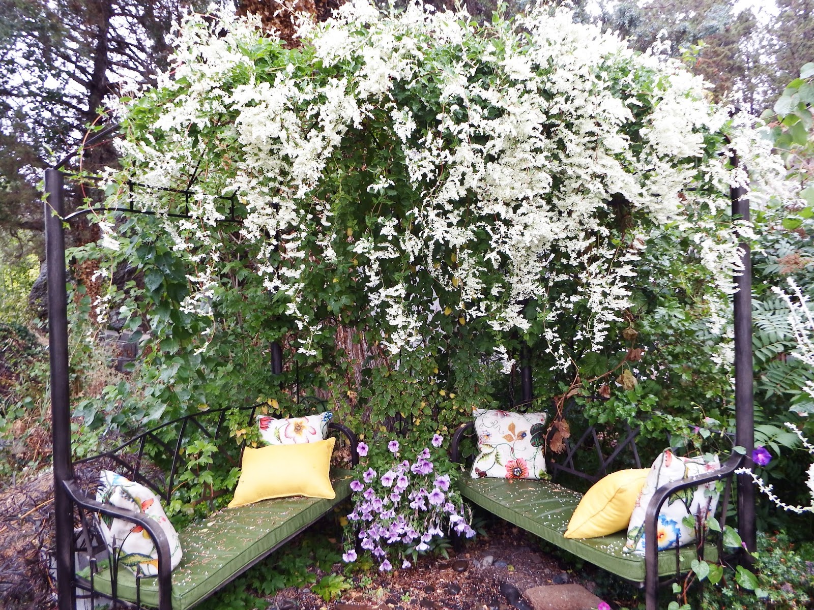 Gardening in Central Oregon Flowering Vines