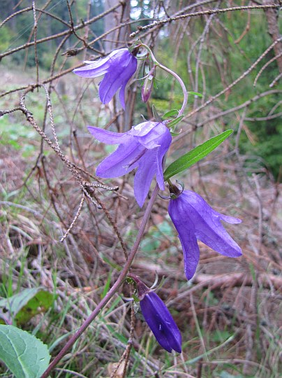 Dzwonek jednostronny, dzwonek rapunkokształtny (Campanula rapunculoides L.).