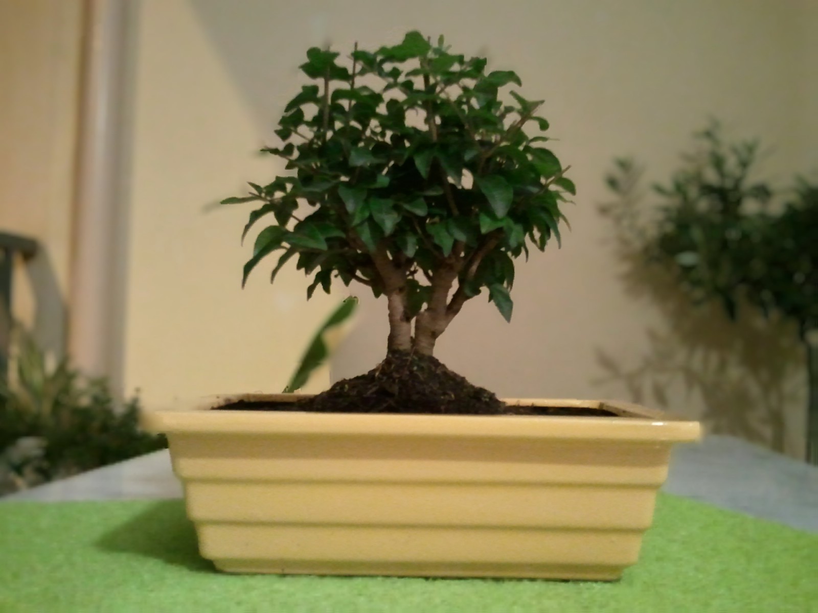 Plantes et Entretien Nouvel arrivé Bonsaï Ligustrum
