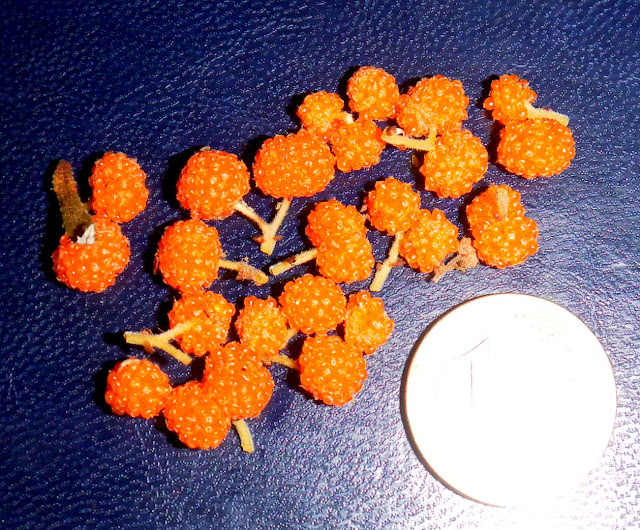 Suhosine Mulberry (Debregeasia edulis)