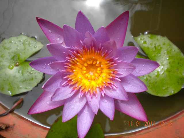 Purple water lily with cloud reflections