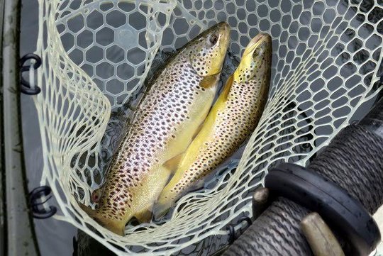 Brown Trout double in the net from the Caney Fork River