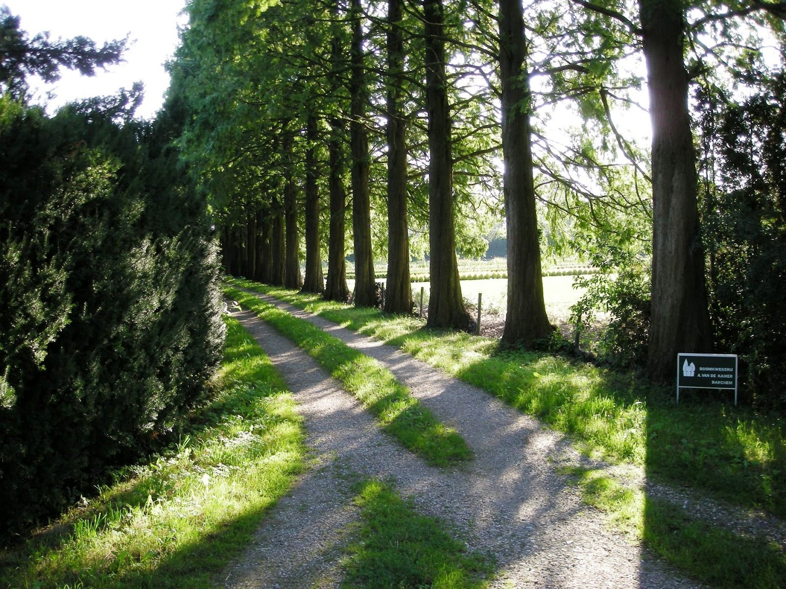 metasequoia 4.5.6 metasequoia 4.5.6