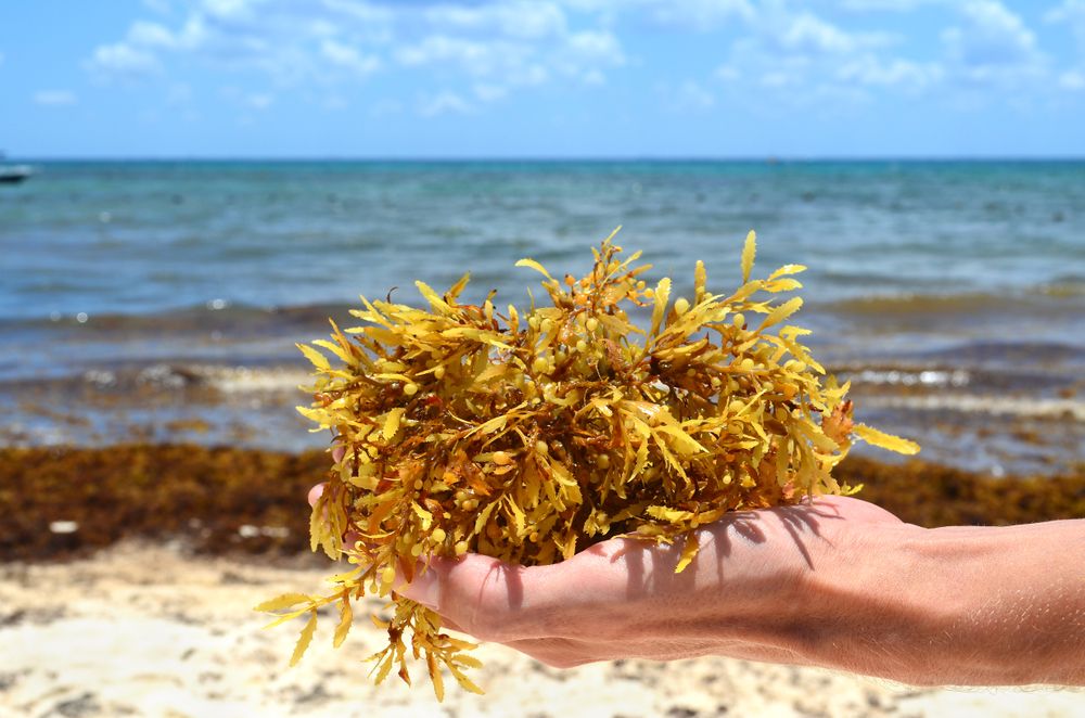 sargassum on beach