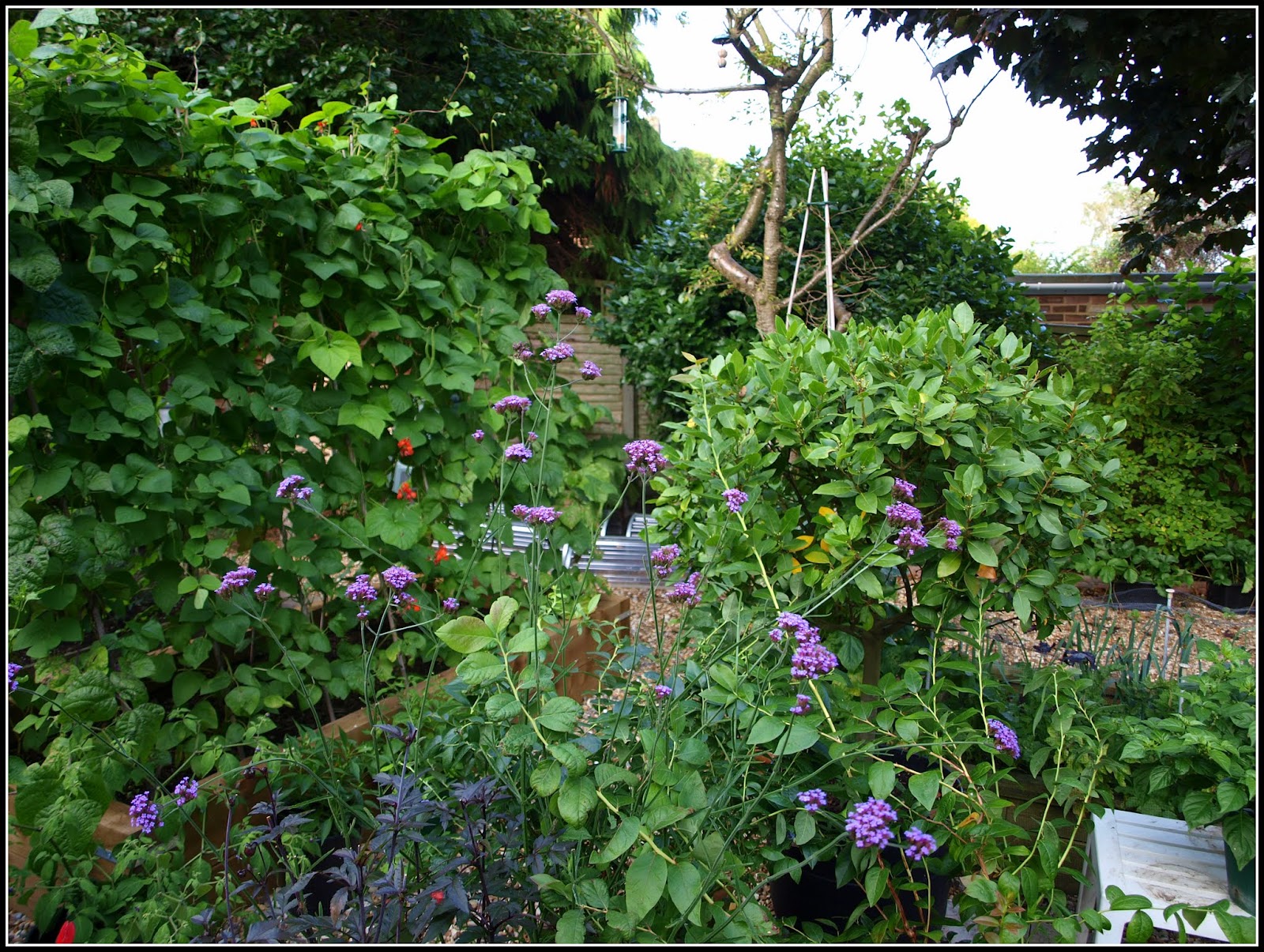 Mark's Veg Plot Verbena Bonariensis