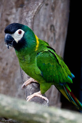 Yellow Collared Macaw Mini