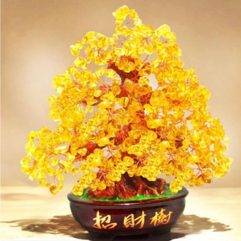 Cây kim tiền tại Ba Vì Cay kim tien tai Ba Vi