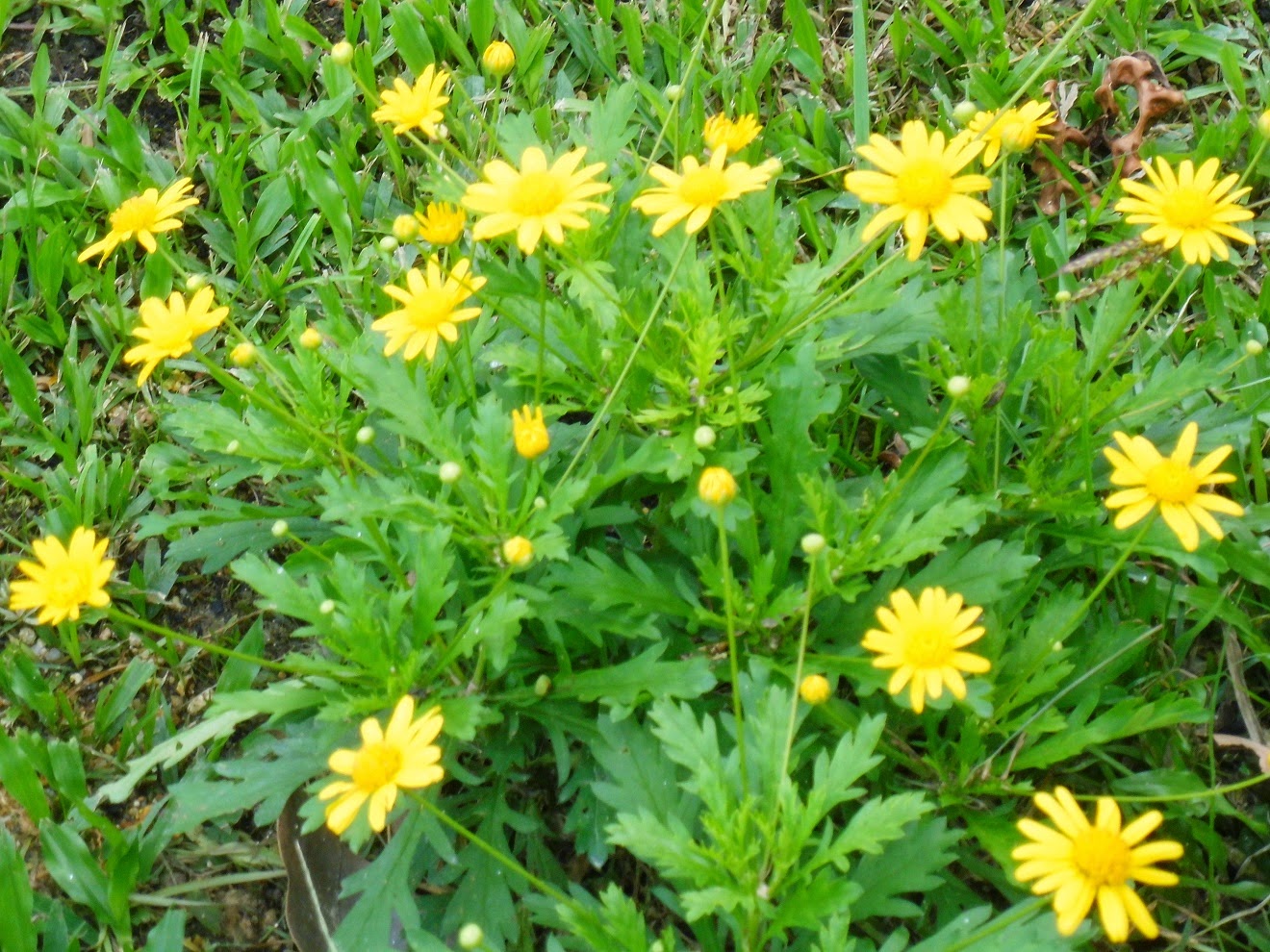 Chrysanthemum Indicum
