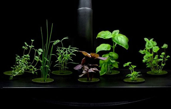 Herb and Vegetable Gardening Basics Herb and Vegetable Gardening Basics