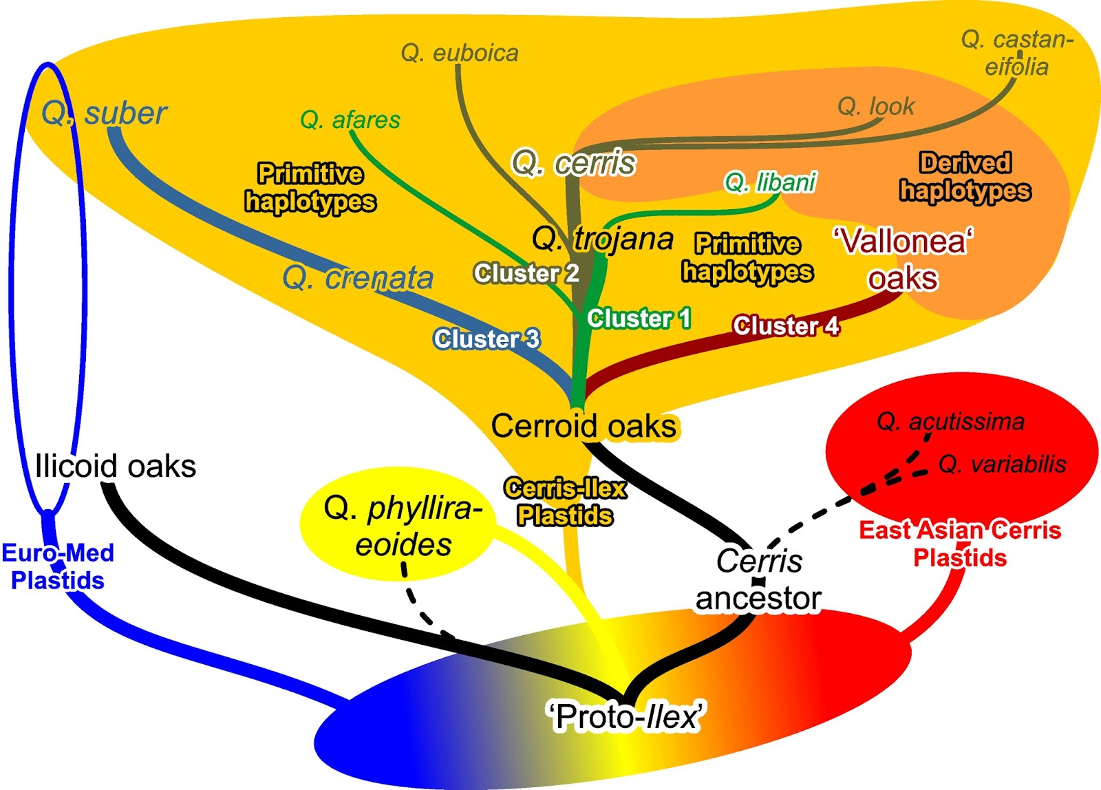 a cactus oak fusion graph depicting nuclear and plastid differentiation and evolution in quercus group cerris a cactus oak fusion graph depicting nuclear and plastid differentiation and evolution in quercus group cerris