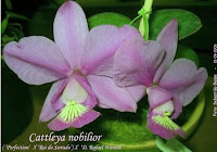 Guia da Cattleya / Substrato