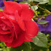 गुलाब के फूल के चौका देने वाले फायदे | benefits of rose in hindi