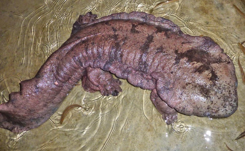 Mengenal Hewan Karnivora Salamander Raksasa Tiongkok Yang Terancam