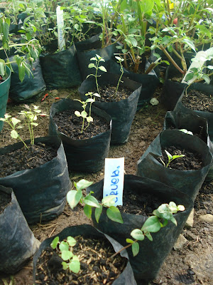 Jardines que Curan, Colombia : Técnicas de Jardinería