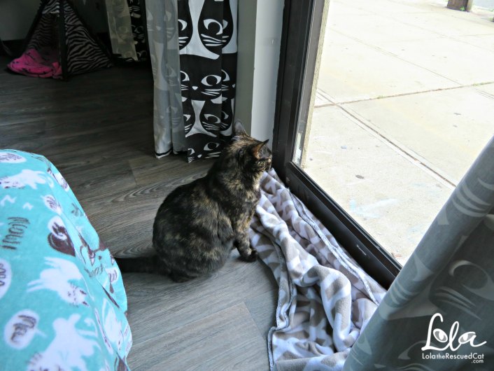 rahway kitty hall|cat cafe|lola on the road