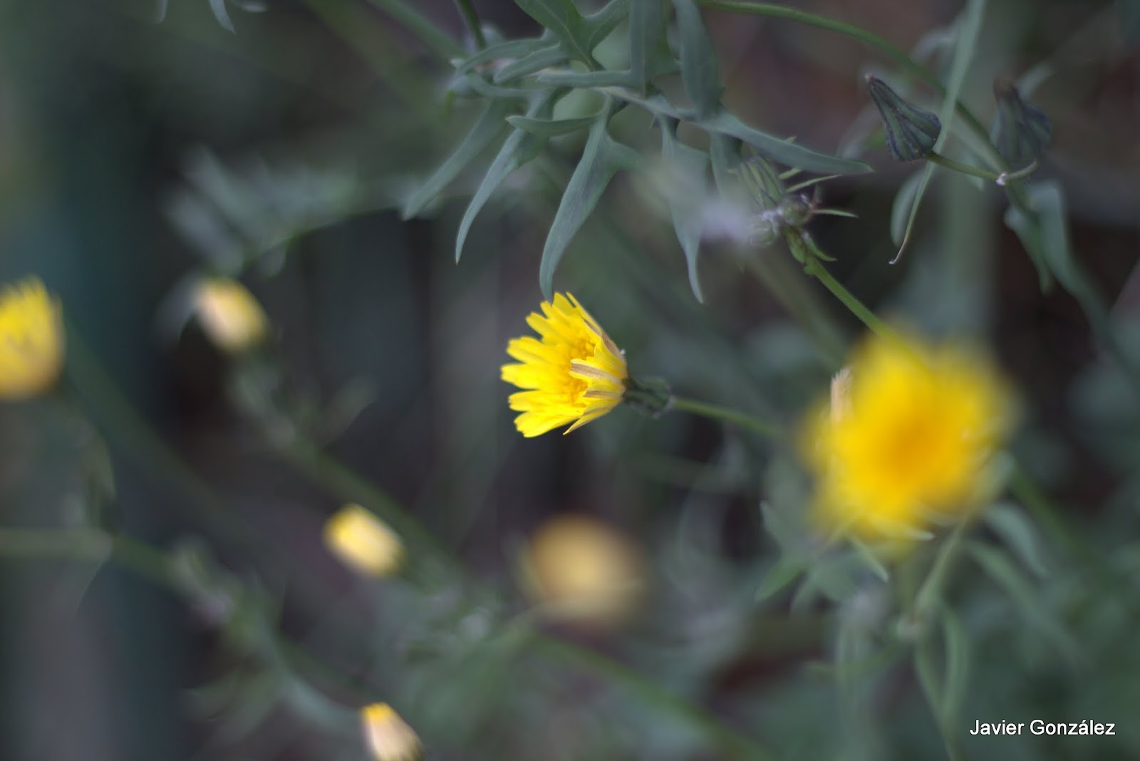 Flor. Primavera. 