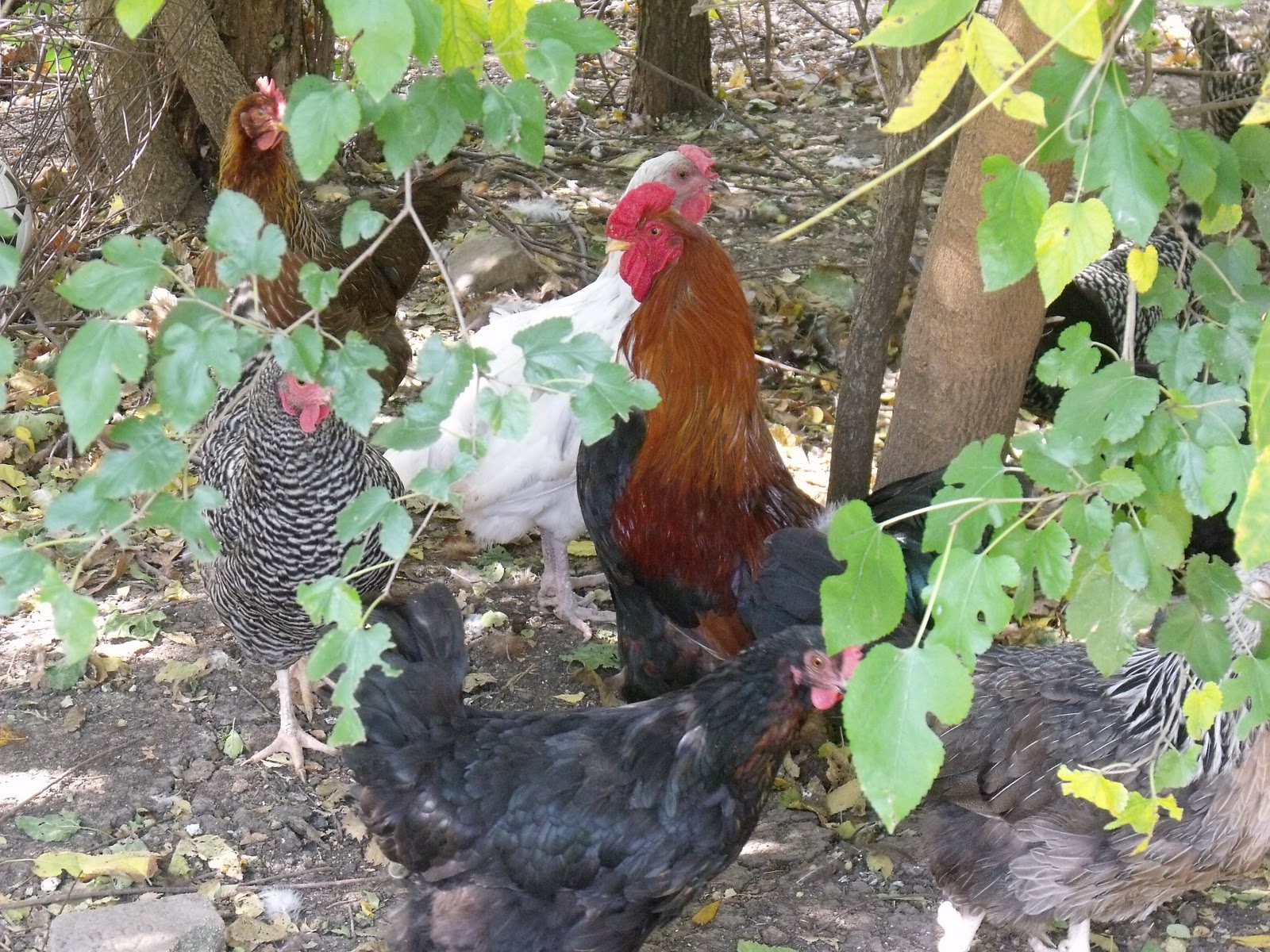 Artisan Farmstead Living Best Laying Hens for your Farmyard Flock