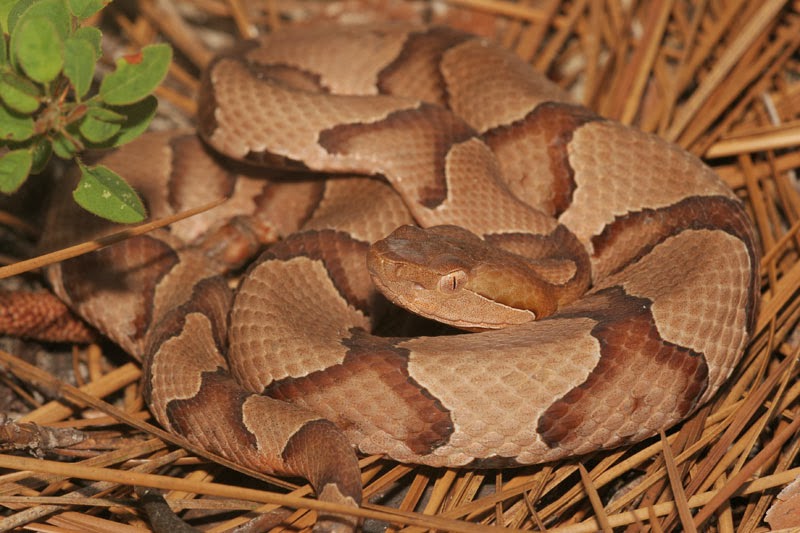 Life Is Short But Snakes Are Long 2013 life-is-short-but-snakes-are-long-2013