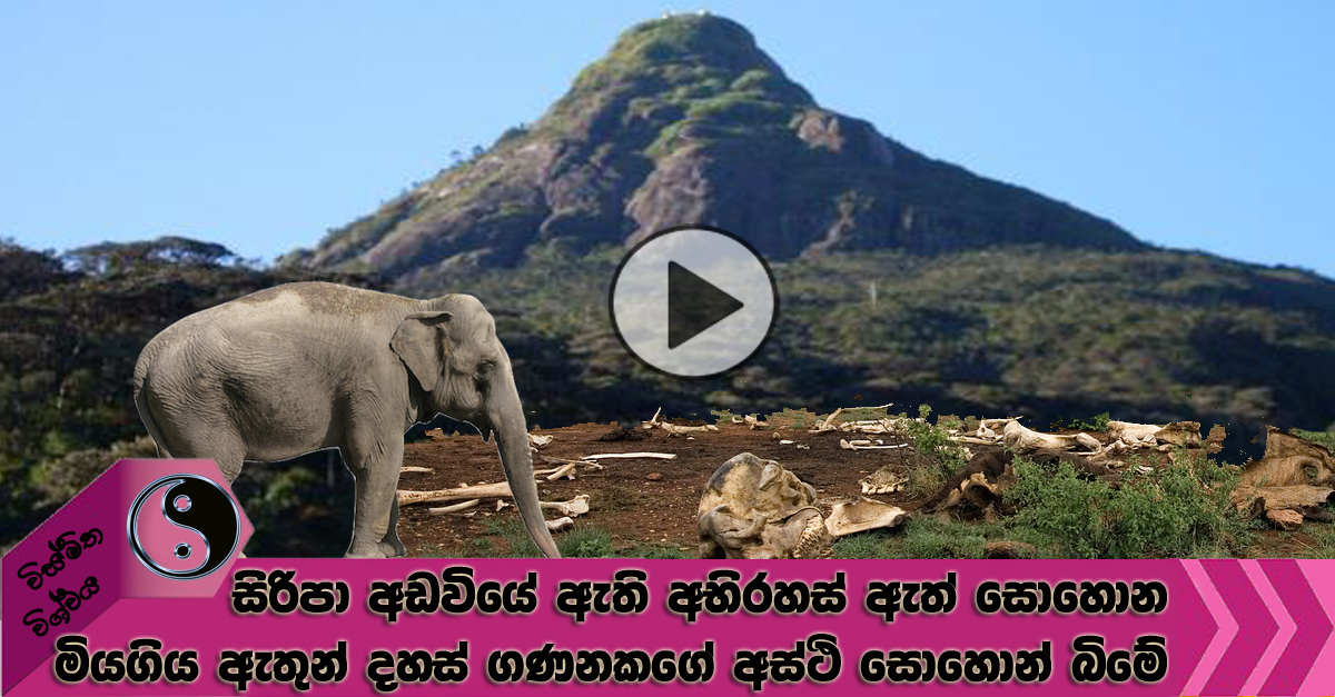 Legend Of The Mysterious Elephant Graveyard In Samanala Peak wismitha