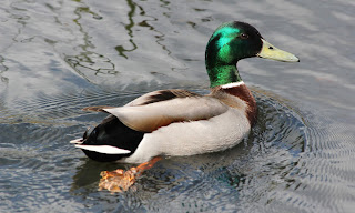 Mallard Duck HD Wallpapers