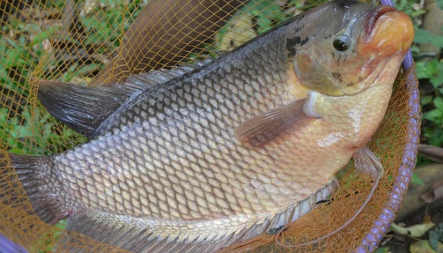 Cara Mudah Budidaya Ikan Gurame Untuk Pemula Agar Cepat