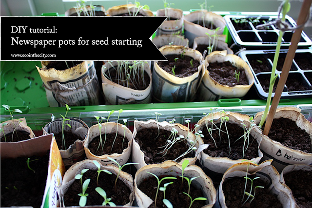 Re-use old newspaper and make seed starters Re-use old newspaper and make seed starters
