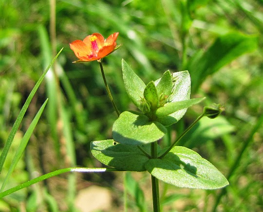 Kurzyślad polny (Anagallis arvensis L.) Kurzyślad polny (Anagallis arvensis L.)