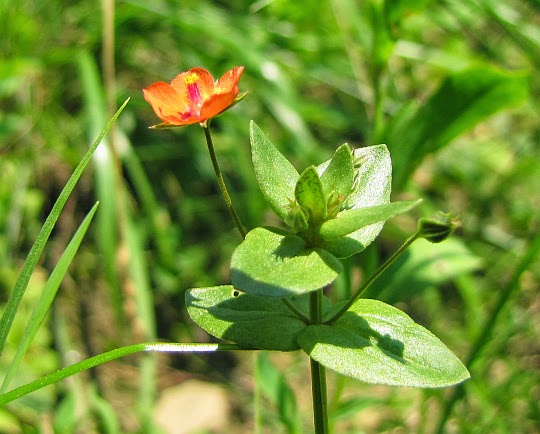 Kurzyślad polny (Anagallis arvensis L.)