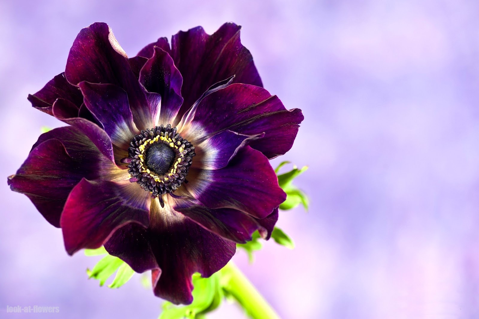 Anemone flowersPictures of flowers