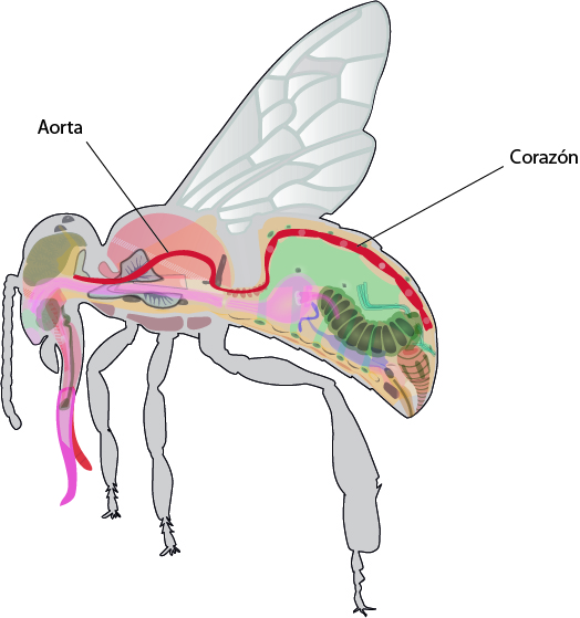 el moderno prometeo Anatomía de Artrópodos Tórax, aparatos circulatorio, respiratorio y excretor