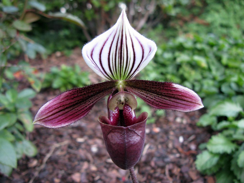 Paphiopedilum purpuratum orchid plant care and culture Travaldo's blog