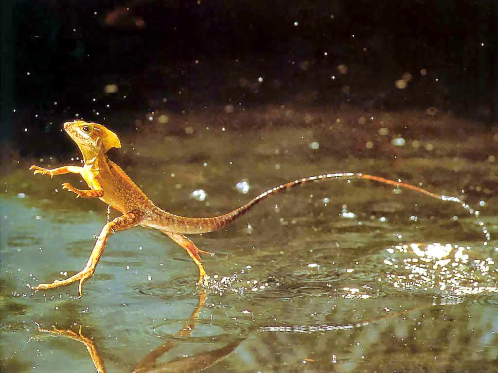 Diversidad de Reptiles