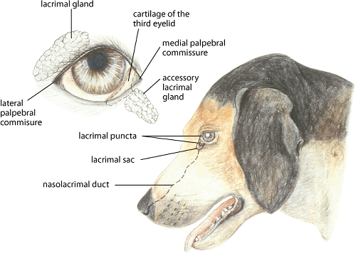 Dog Prolapsed Gland Eye Dog Prolapsed Gland Eye