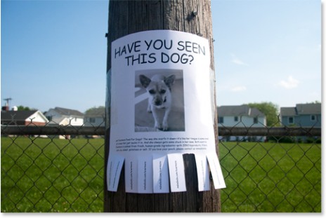 the teachers pets 8 tips to help you find your lost dog lost dog sign