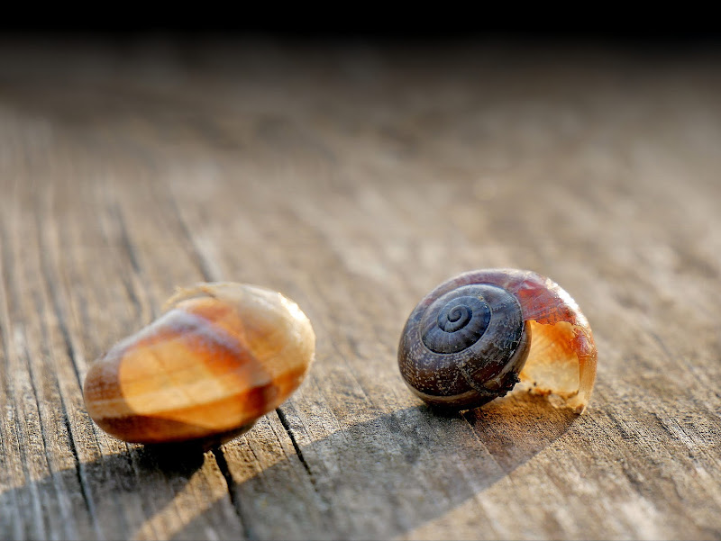 nitideces-de-miguel-desahuciados