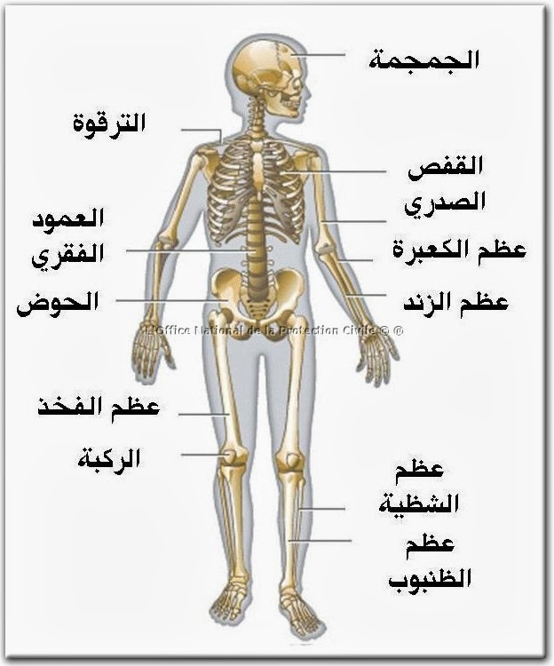 والأربطة الهيكلي والأوتار يتكون الجهاز العظام من الجهاز الهيكلي