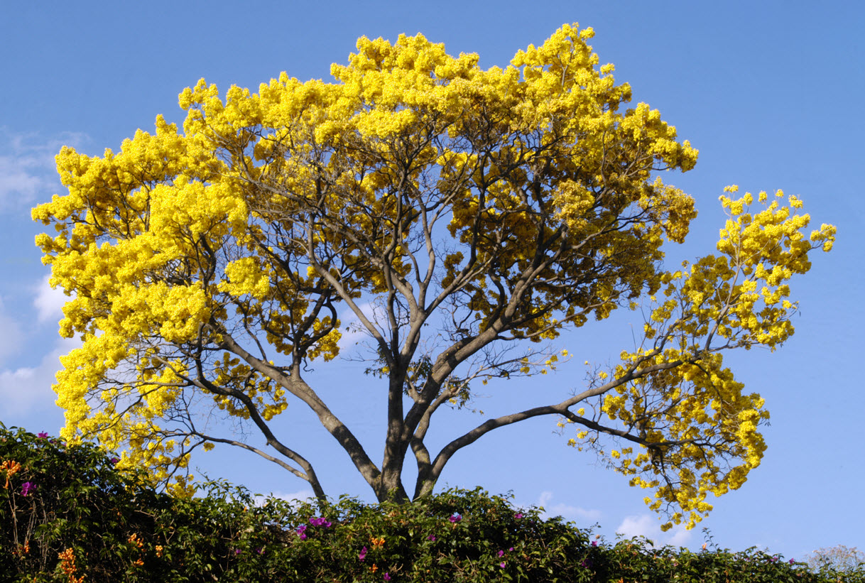 UN Caleño: Guayacán, un hermoso árbol.