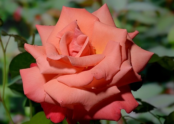 Christoph Colomb rose сорт розы фото  