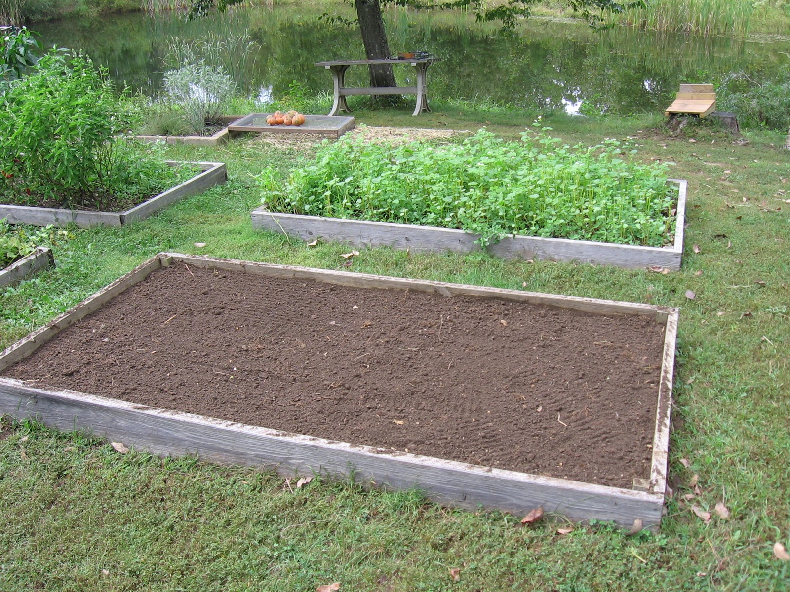 Mike's Bean Patch Winter bed, cover crops, rabbit forage