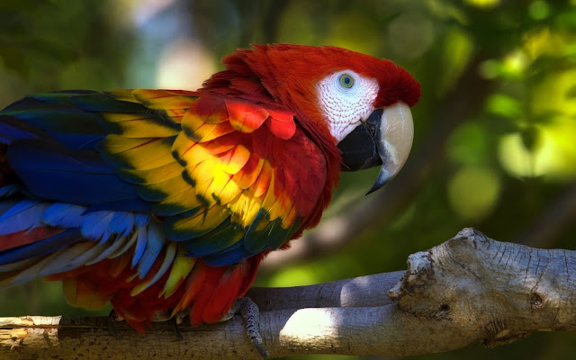 Hermoso Papagayo de Brillantes Colores Imagenes de Aves Exoticas