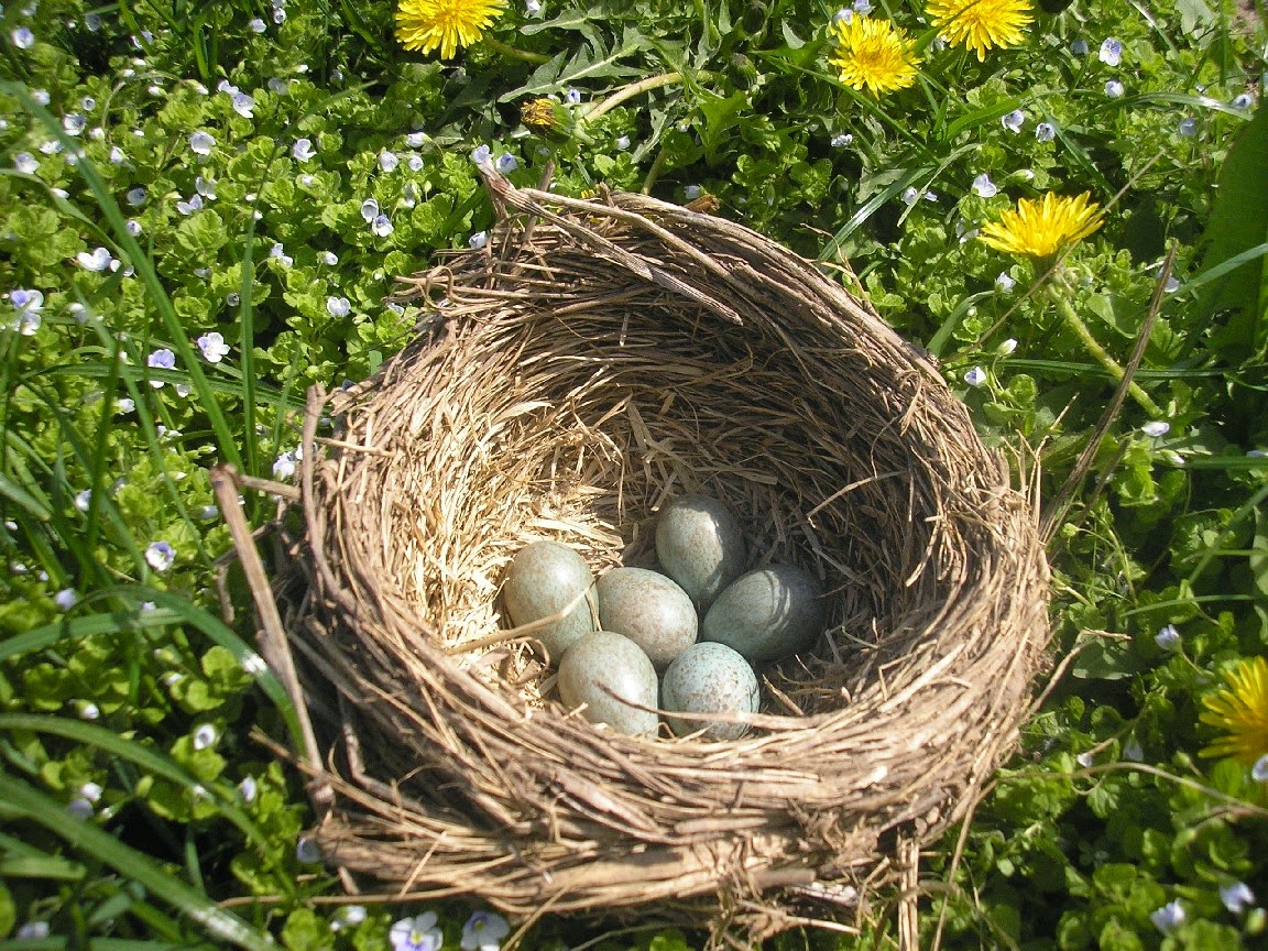 К чему снятся яйца куриные в гнезде. Гнездо Белгород. Гнездо с яйцами. Гнездышко с яичками. Яички в гнезде.