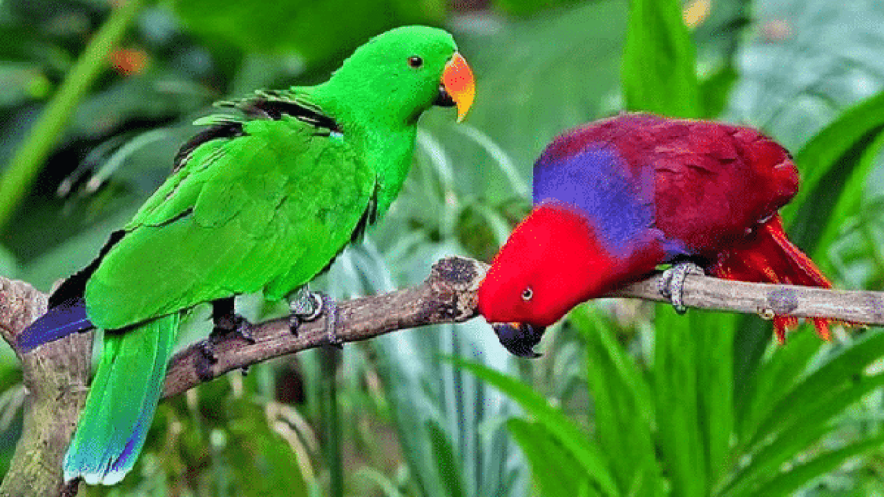 Jenis Jenis Dan Harga Burung Nuri