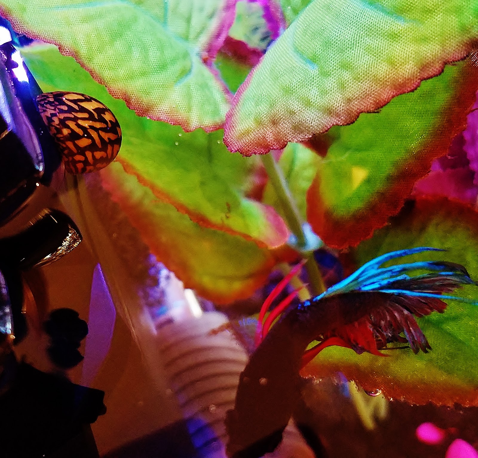 What Can Betta Fish Eat Besides Fish Food What Can Betta Fish Eat Besides Fish Food