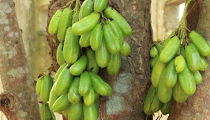  Manfaat dan Khasiat Belimbing Wuluh Bagi Kesehatan