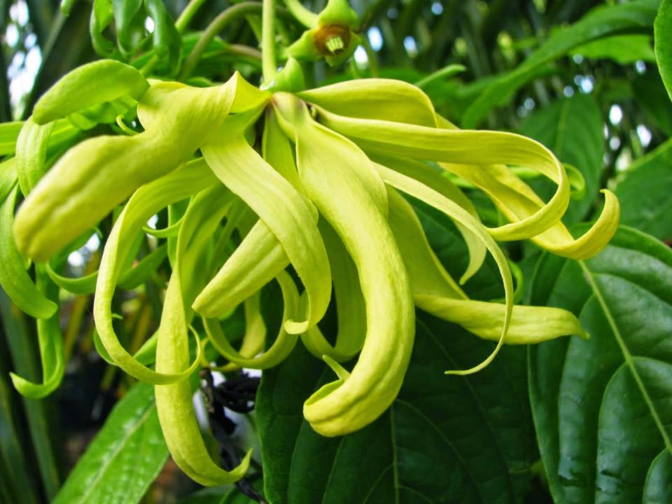 Cara Budidaya Ylang Ylang Dan Kenanga Kebunpedia