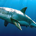 Tubarões: será mesmo que são os verdadeiros vilões dos mares?